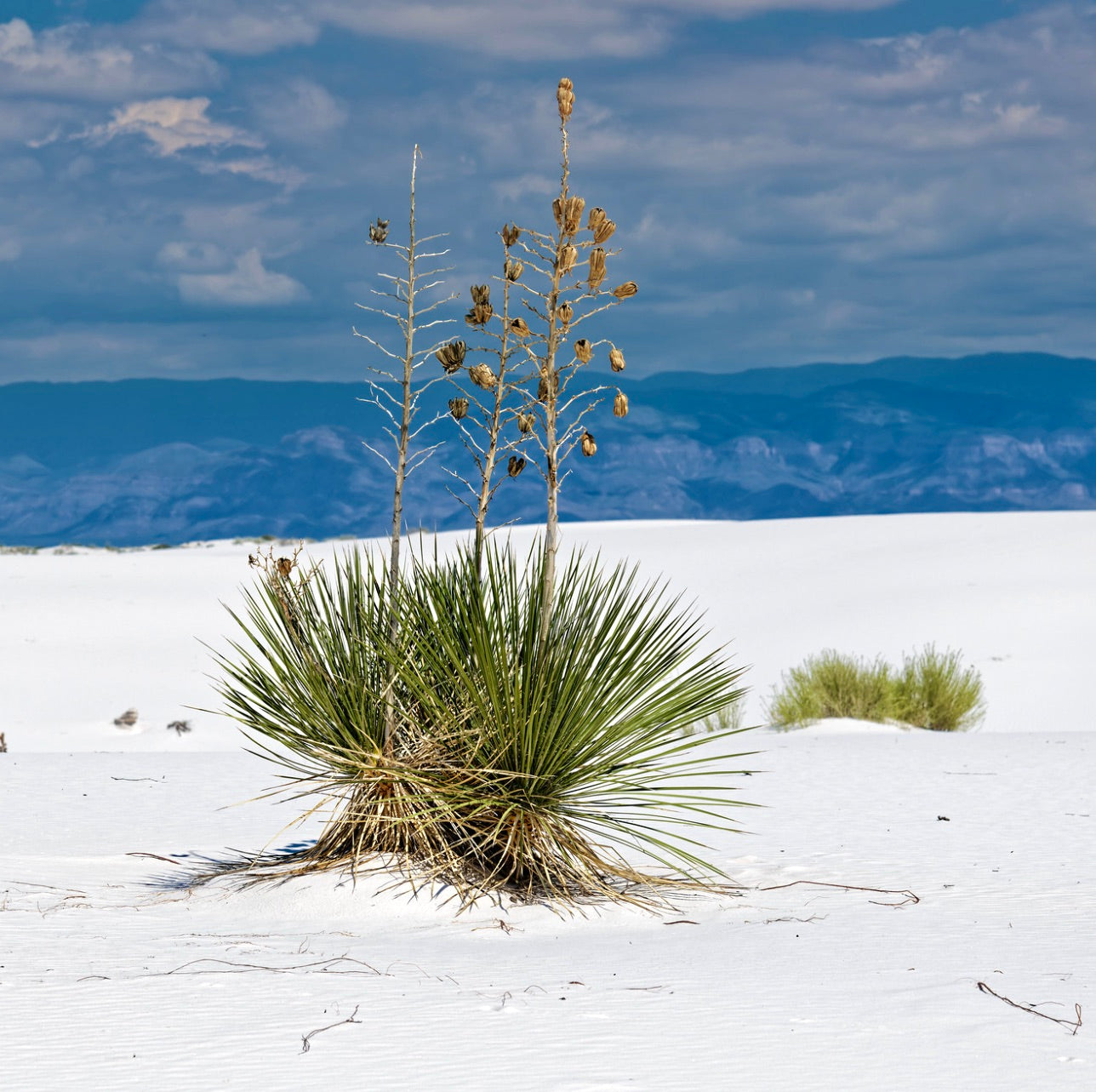 Yucca elata (White Sands National Park)