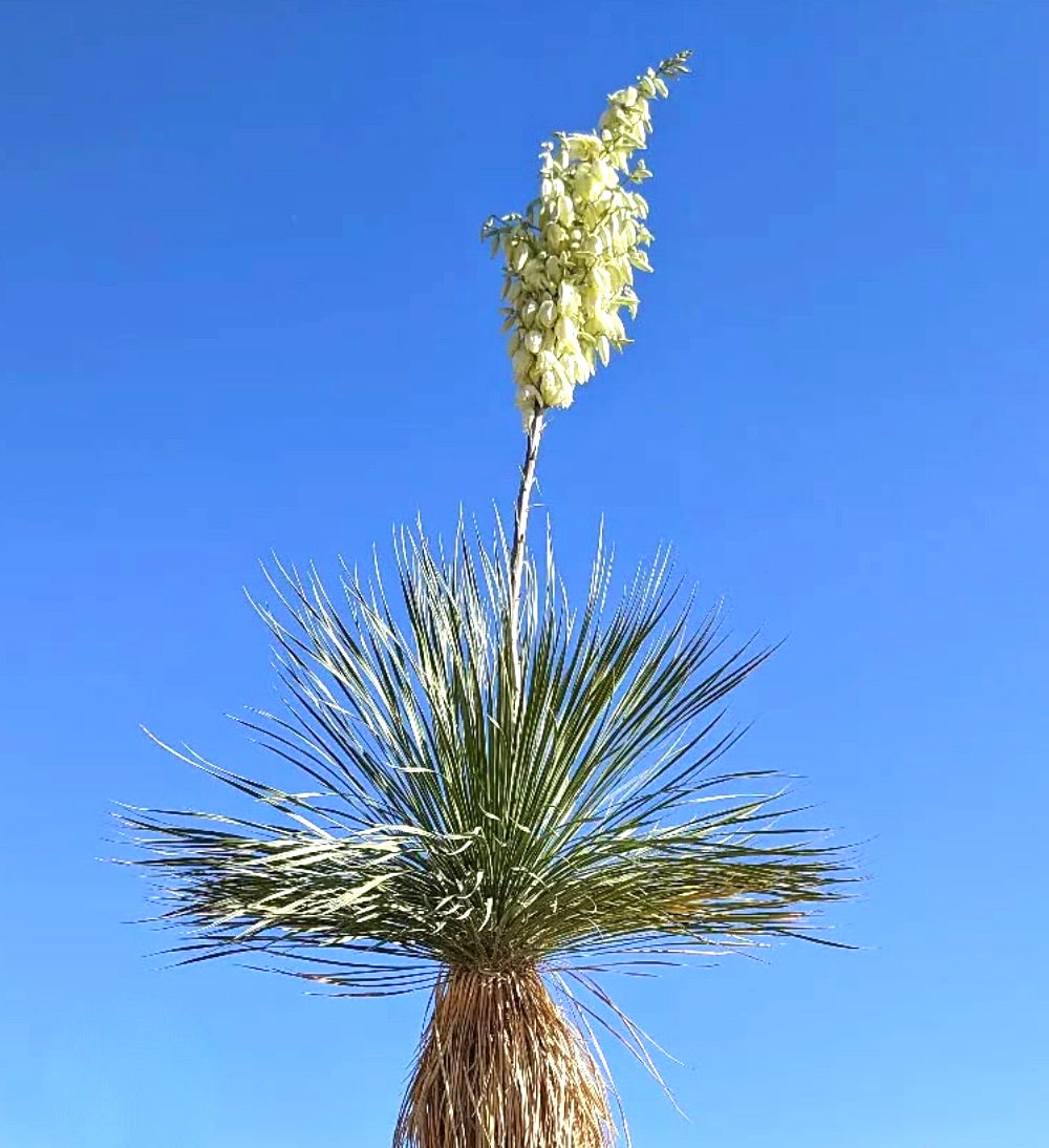 Yucca elata rara pianta del deserto con foglie appuntite e alto grappolo di fiori bianchi