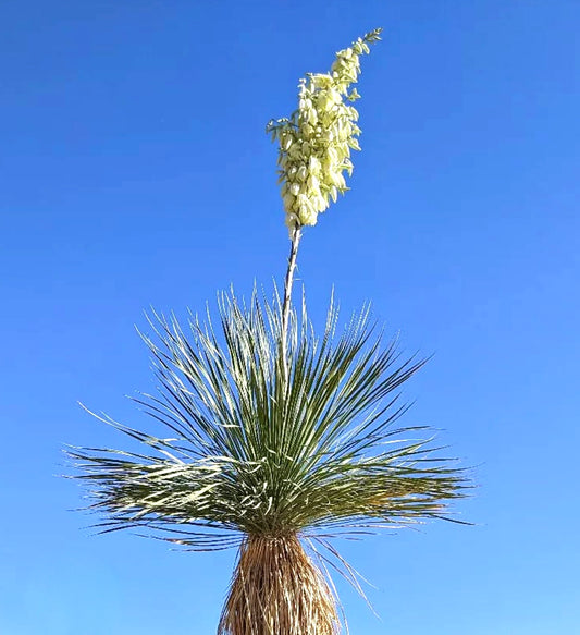 Yucca elata rara pianta del deserto con foglie appuntite e alto grappolo di fiori bianchi