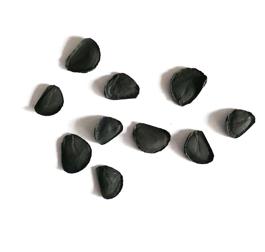 Yucca elata zaden verspreid op een witte achtergrond voor het vermeerderen van vetplanten