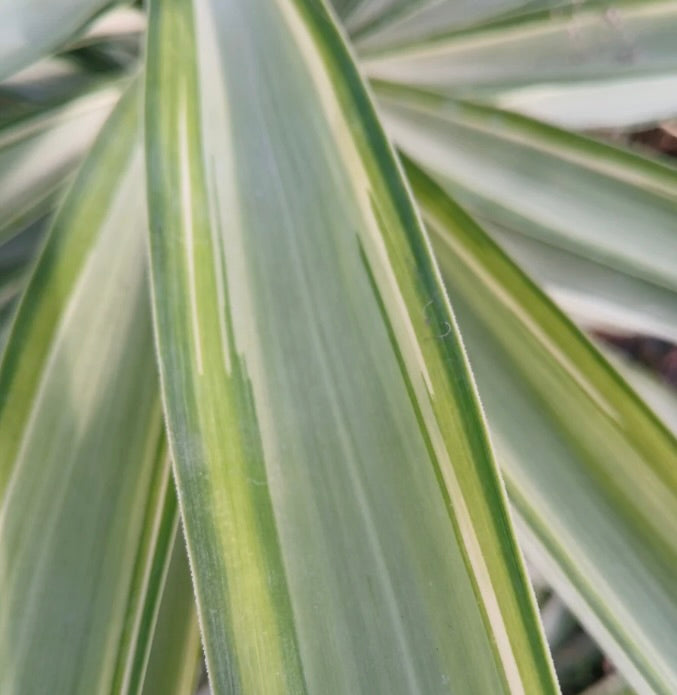 Yucca elephantipes MEDIOPICTA VARIEGATED cv "SAMPEI"