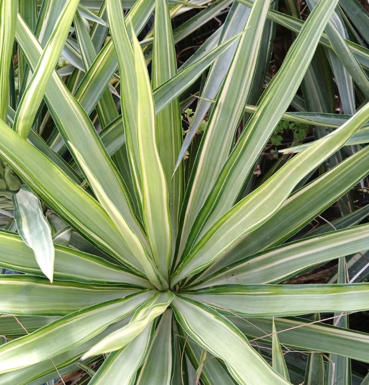 Yucca elephantipes MEDIOPICTA VARIEGATED cv "SAMPEI"