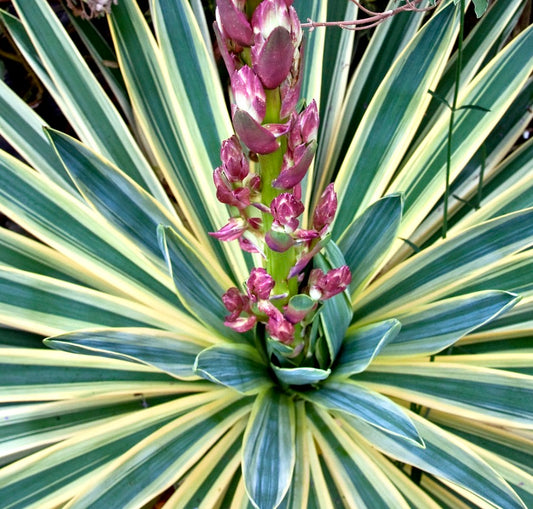 Yucca gloriosa VARIEGATED