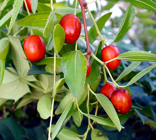 Ziziphus jujuba 80-120cm