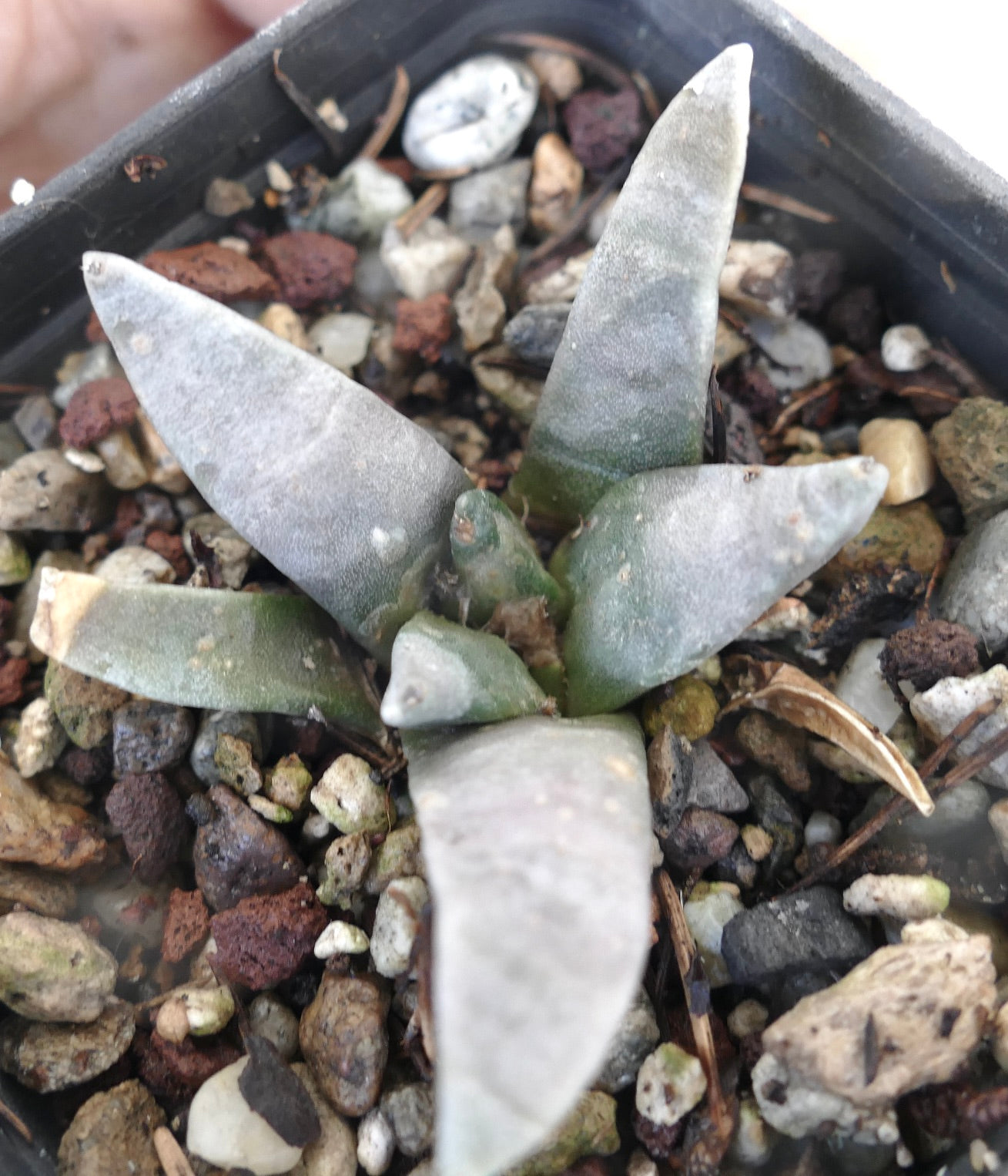 Ariocarpus retusus GRAY FORM