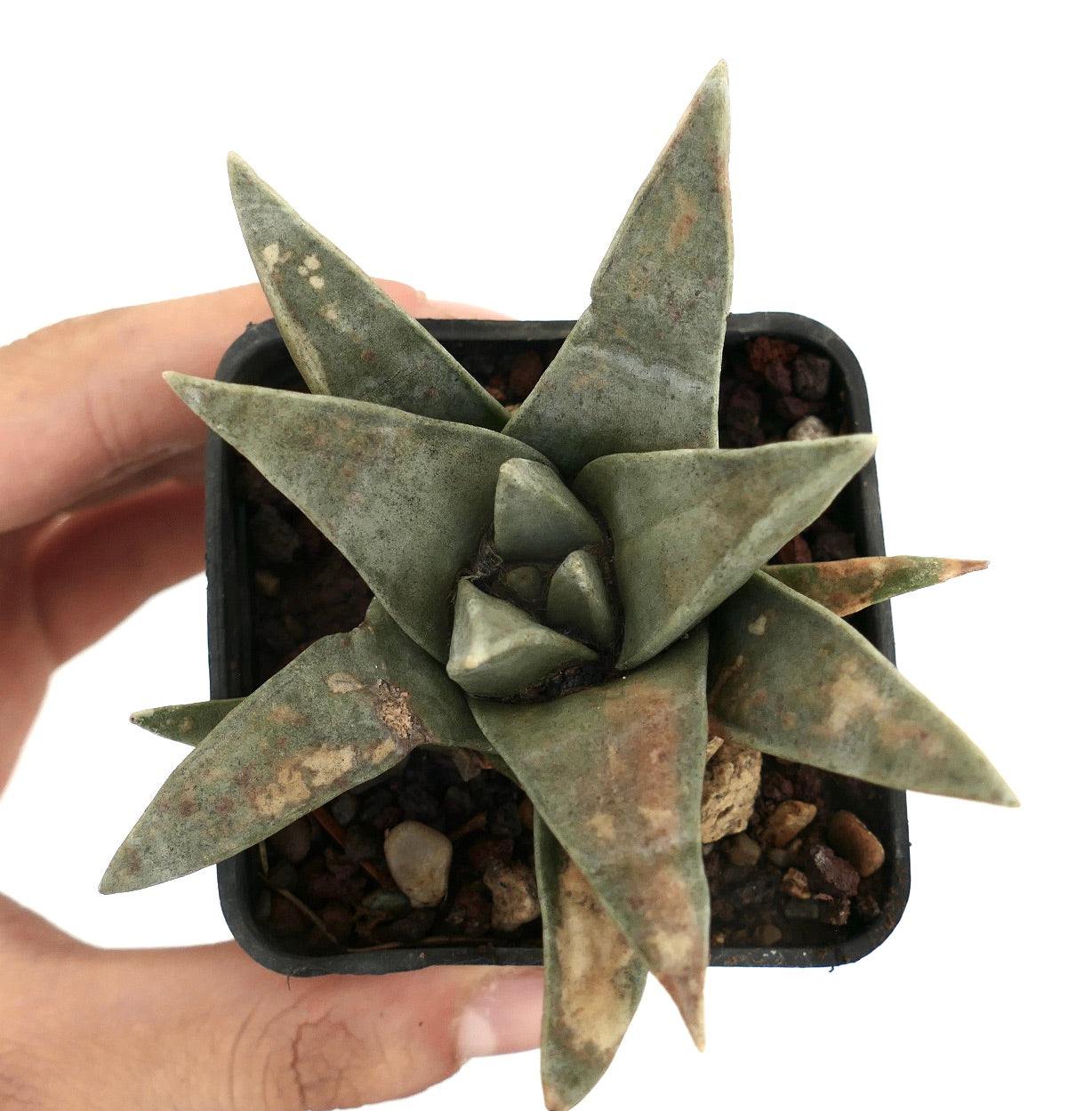 Ariocarpus retusus SUPER GREY FORM