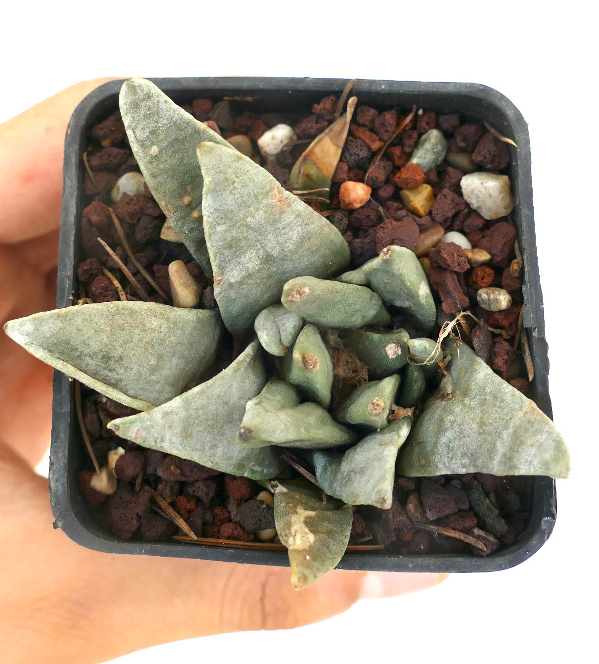 Ariocarpus retusus GREY FORM MONSTRUOSUS