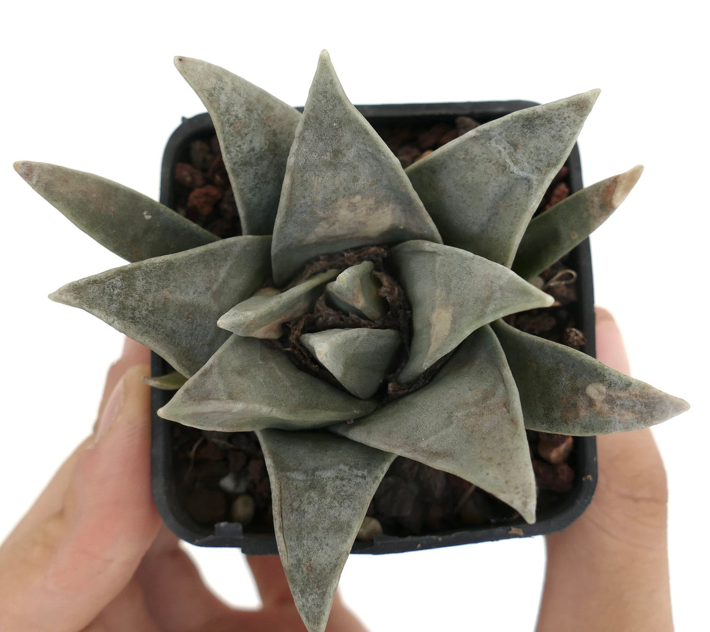 Ariocarpus retusus SUPER GRAY FORM