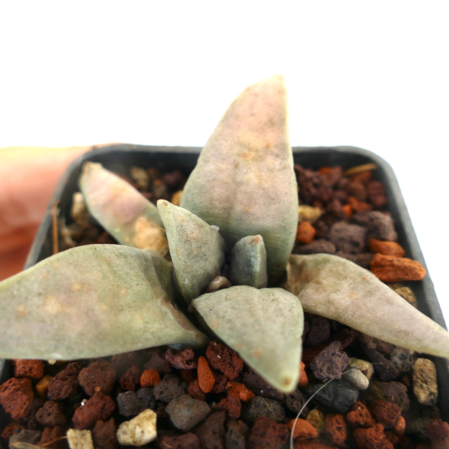 Ariocarpus retusus