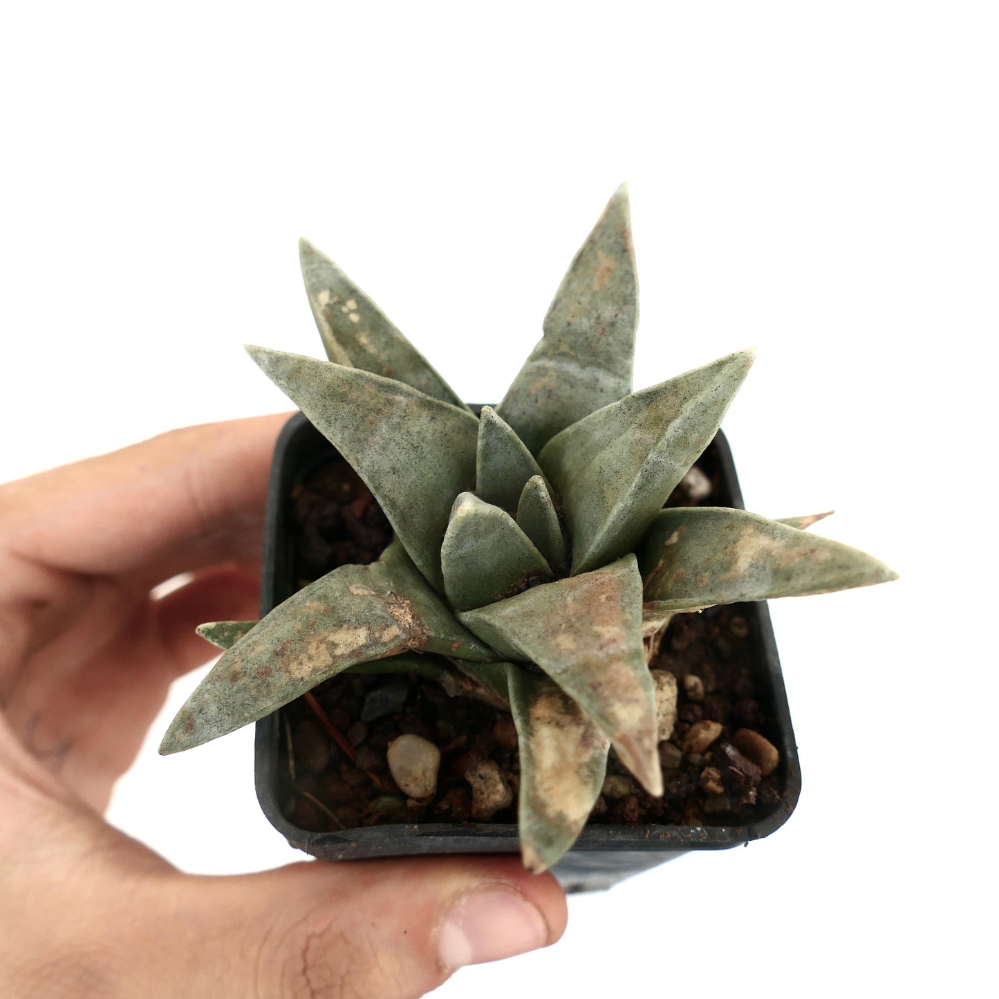 Ariocarpus retusus SUPER GREY FORM