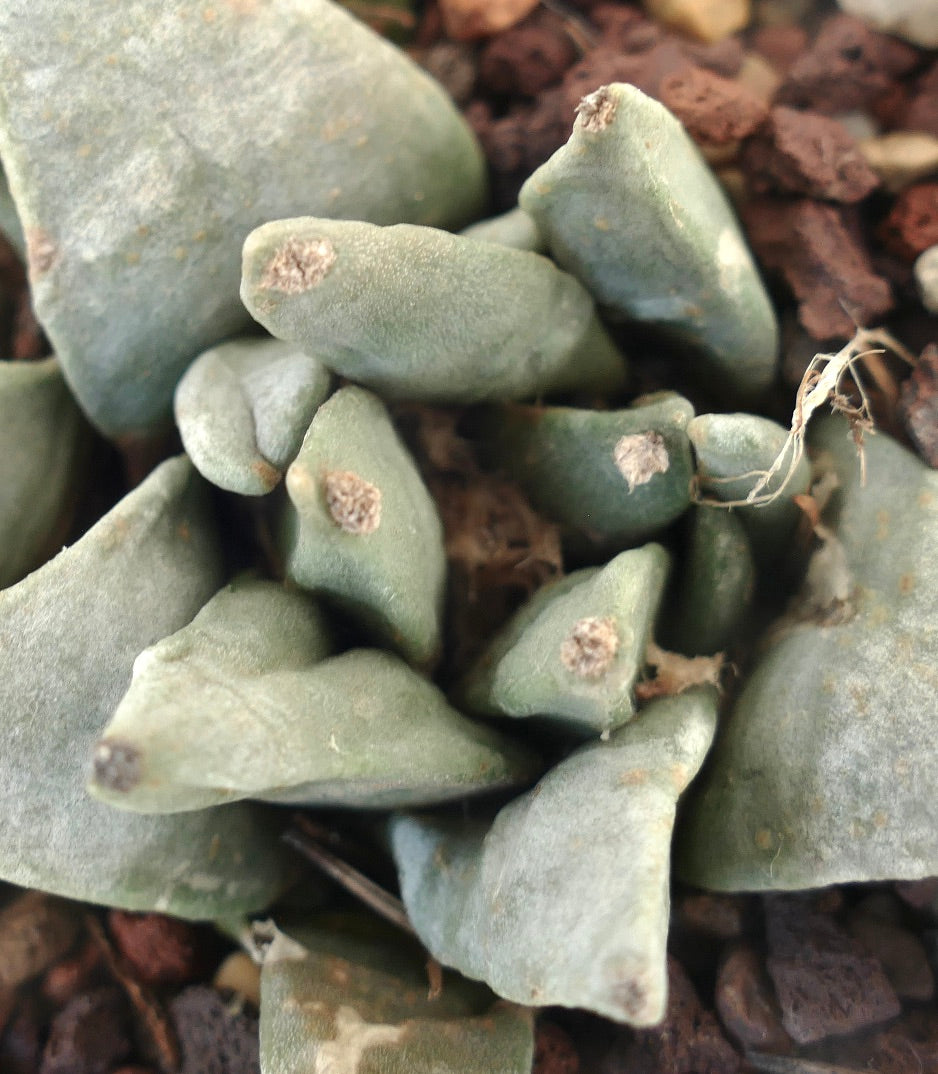 Ariocarpus retusus GREY FORM MONSTRUOSUS