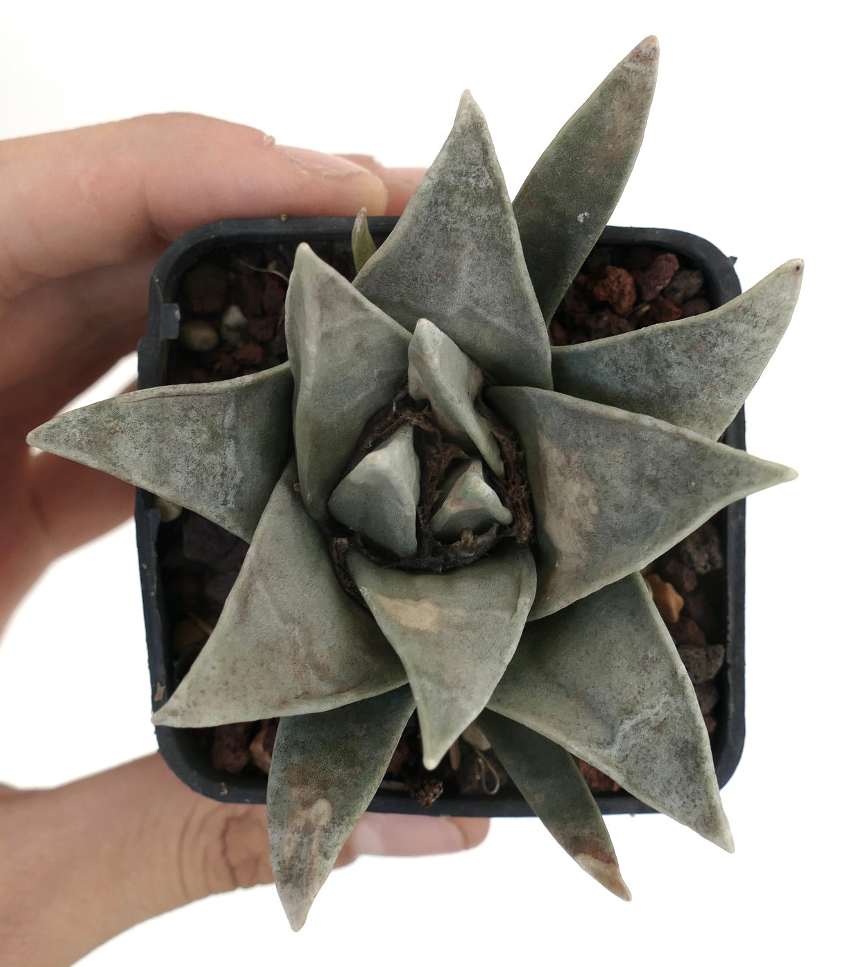 Ariocarpus retusus SUPER GRAY FORM