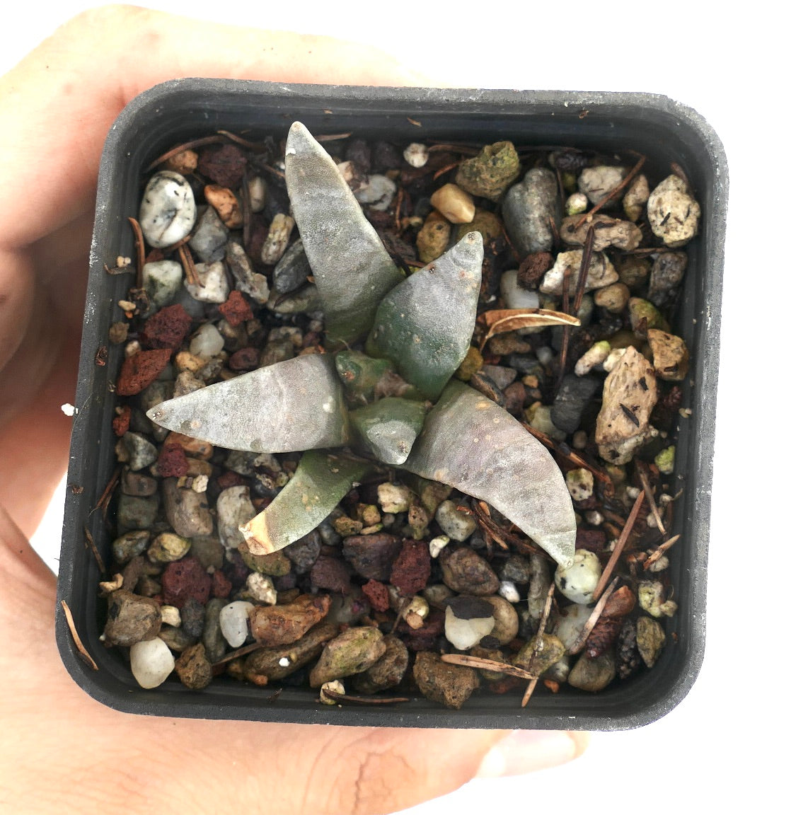 Ariocarpus retusus GRAY FORM