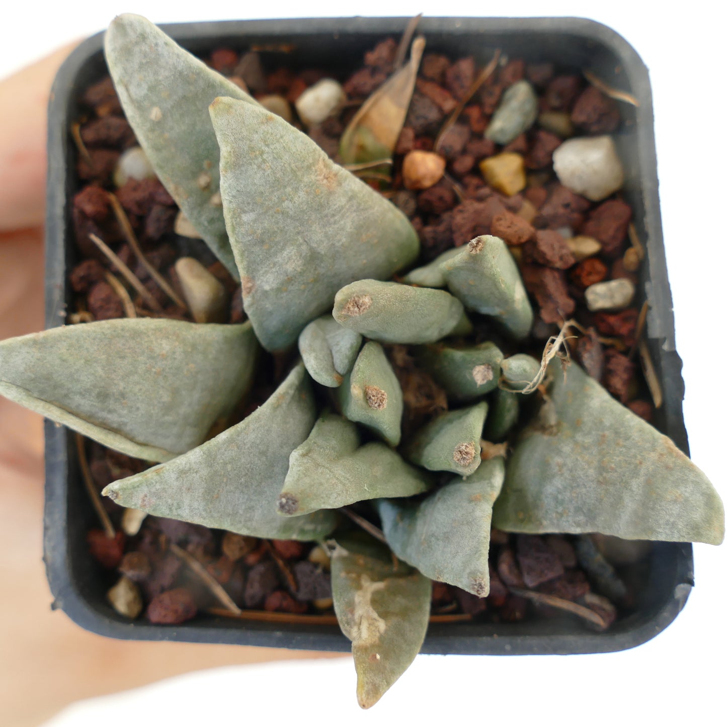 Ariocarpus retusus GREY FORM MONSTRUOSUS