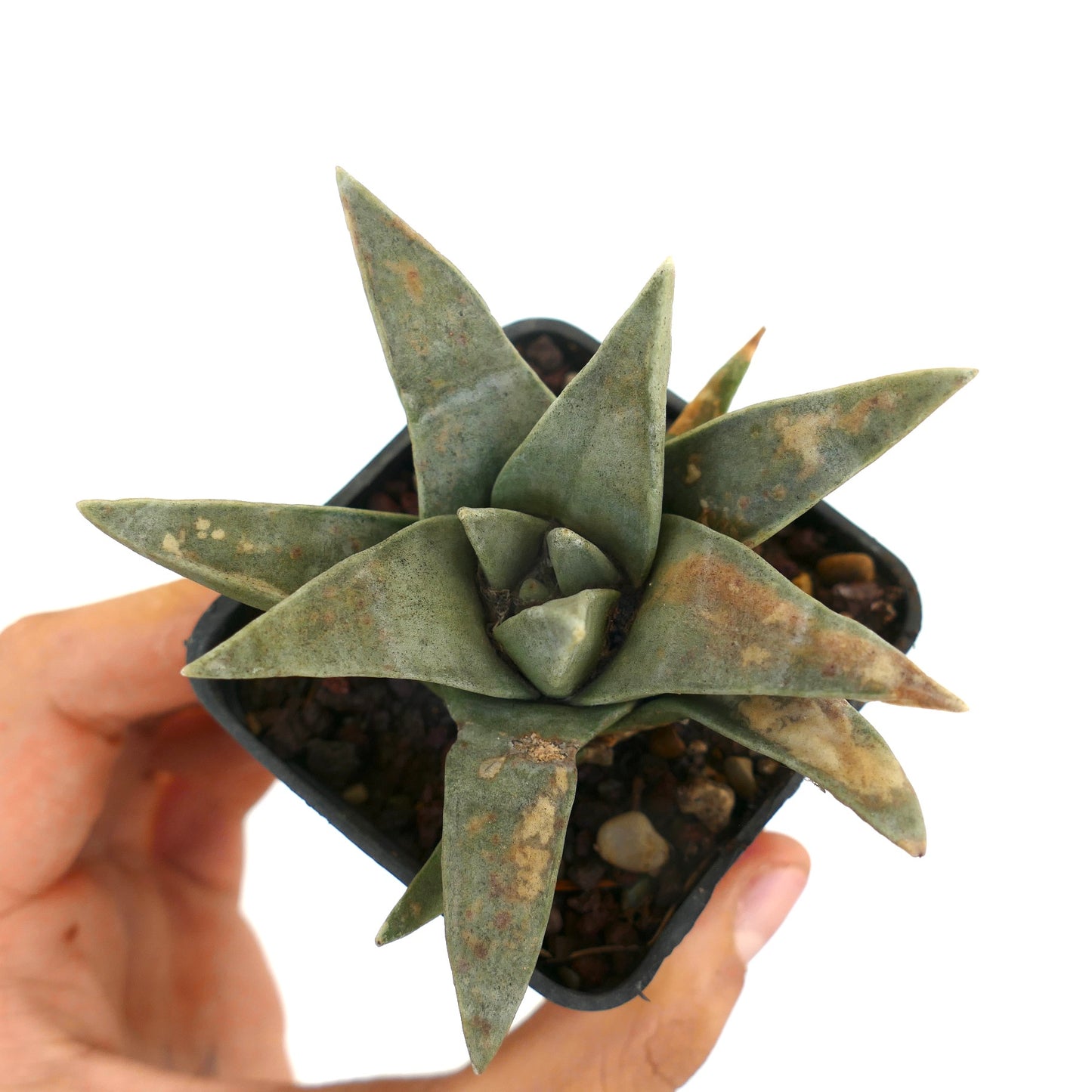 Ariocarpus retusus SUPER GREY FORM