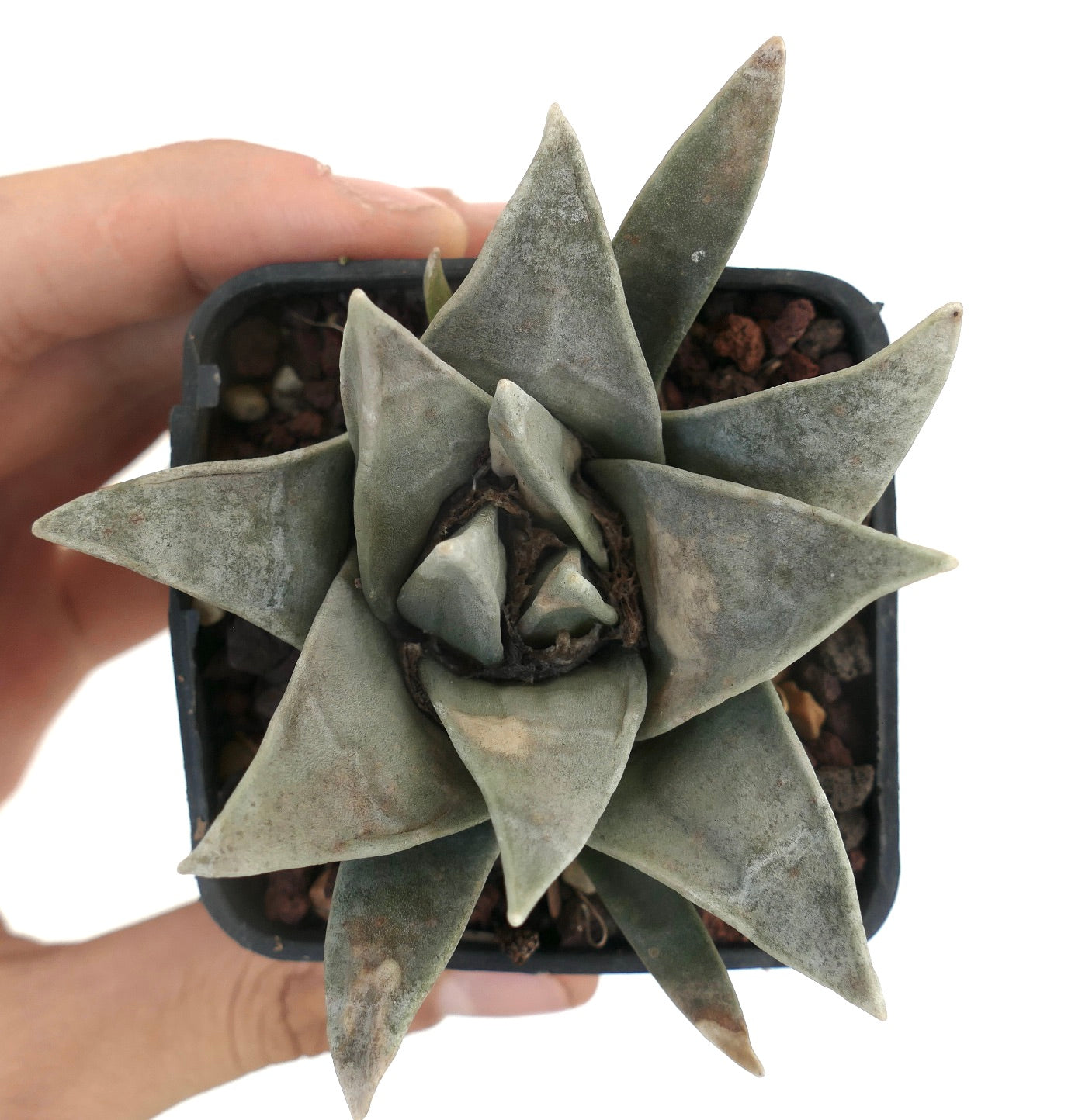 Ariocarpus retusus SUPER GRAY FORM