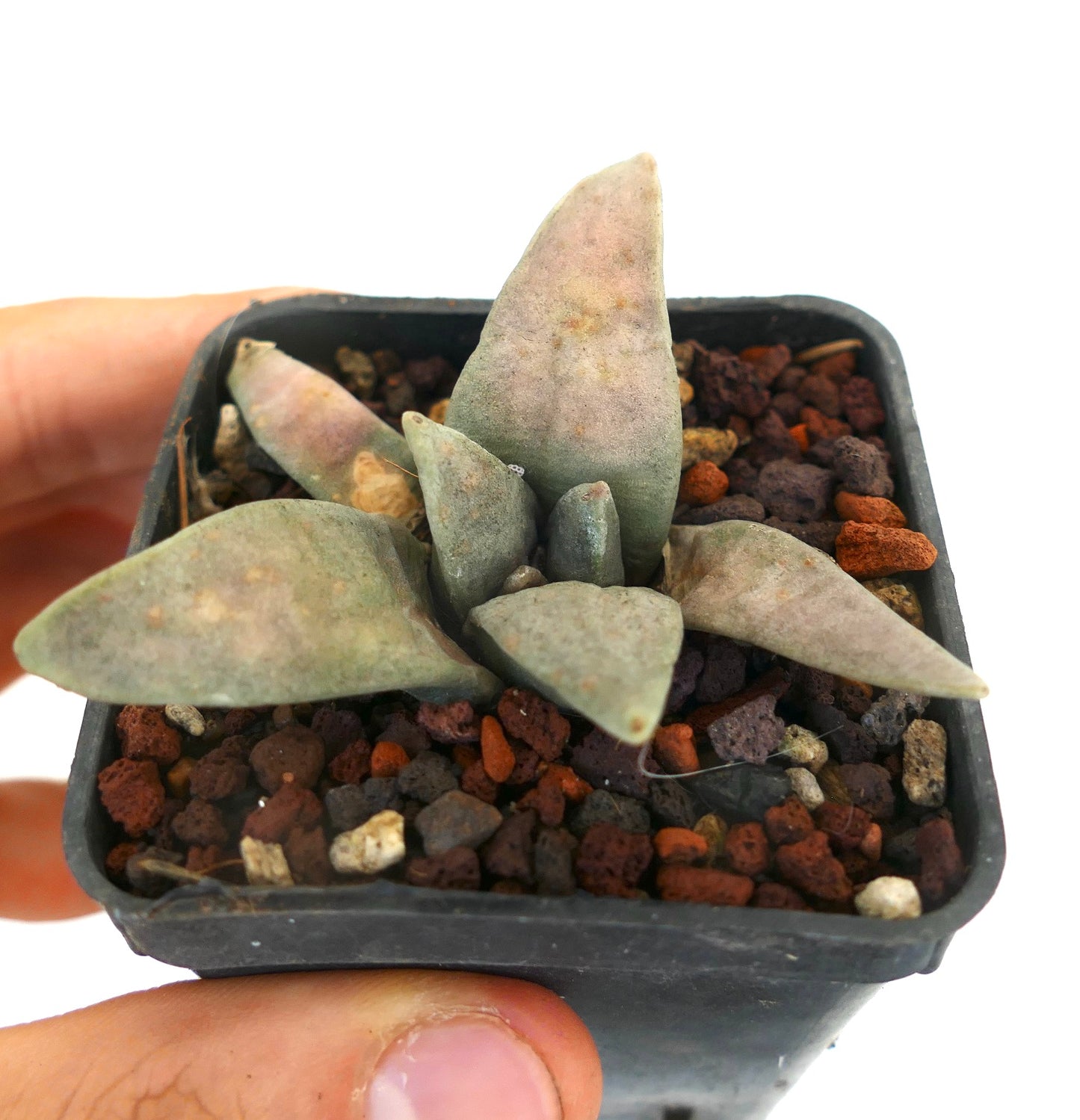 Ariocarpus retusus