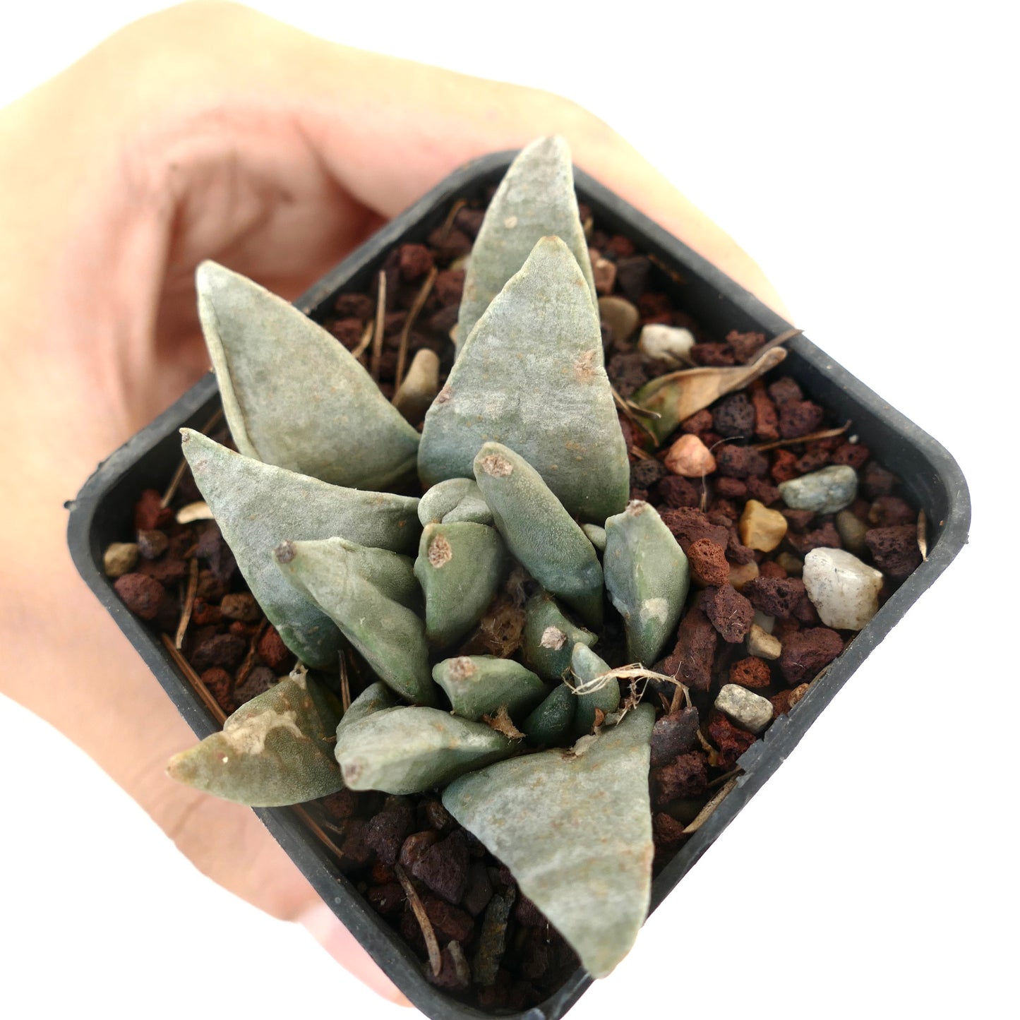 Ariocarpus retusus GREY FORM MONSTRUOSUS