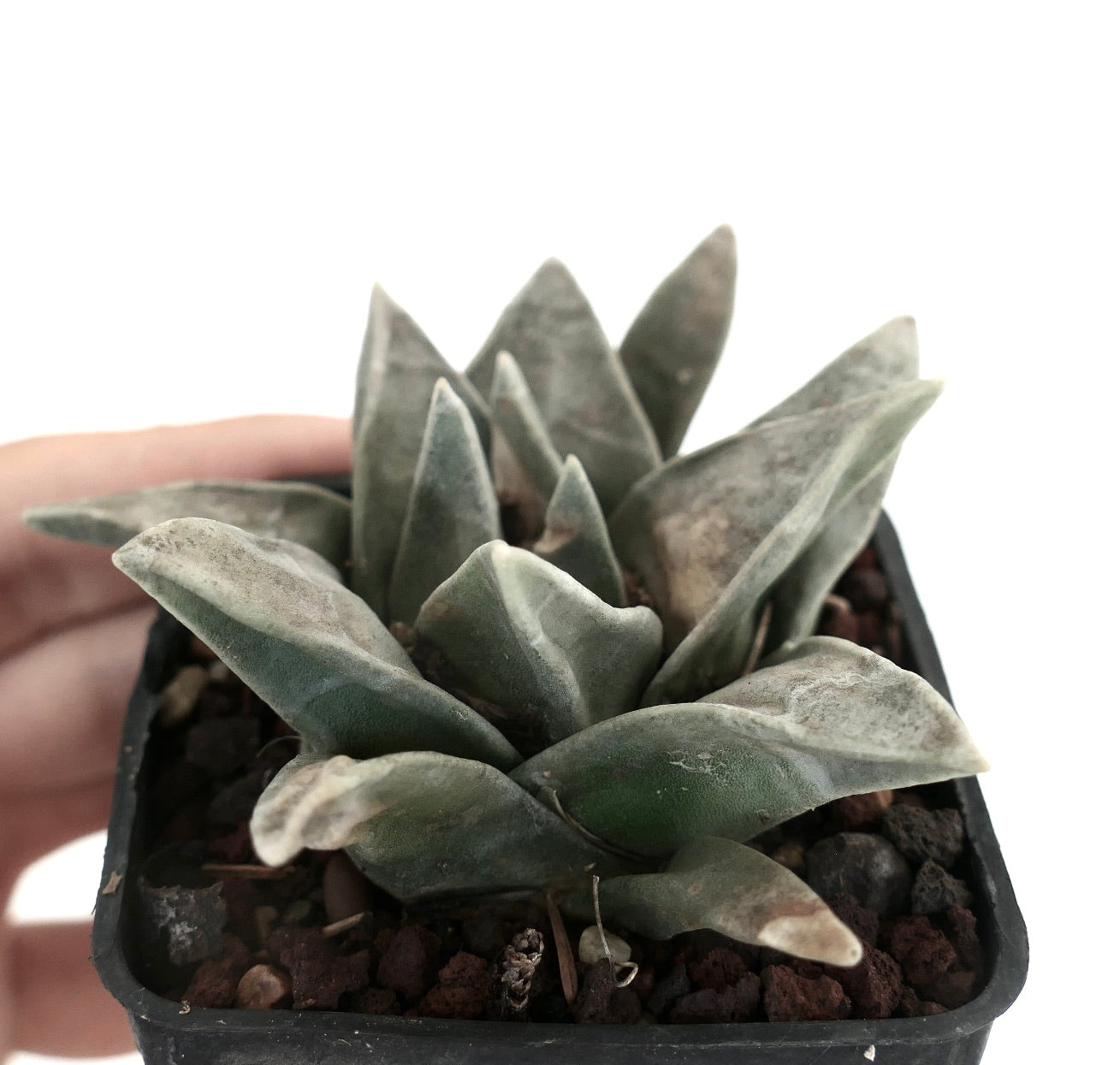 Ariocarpus retusus SUPER GRAY FORM