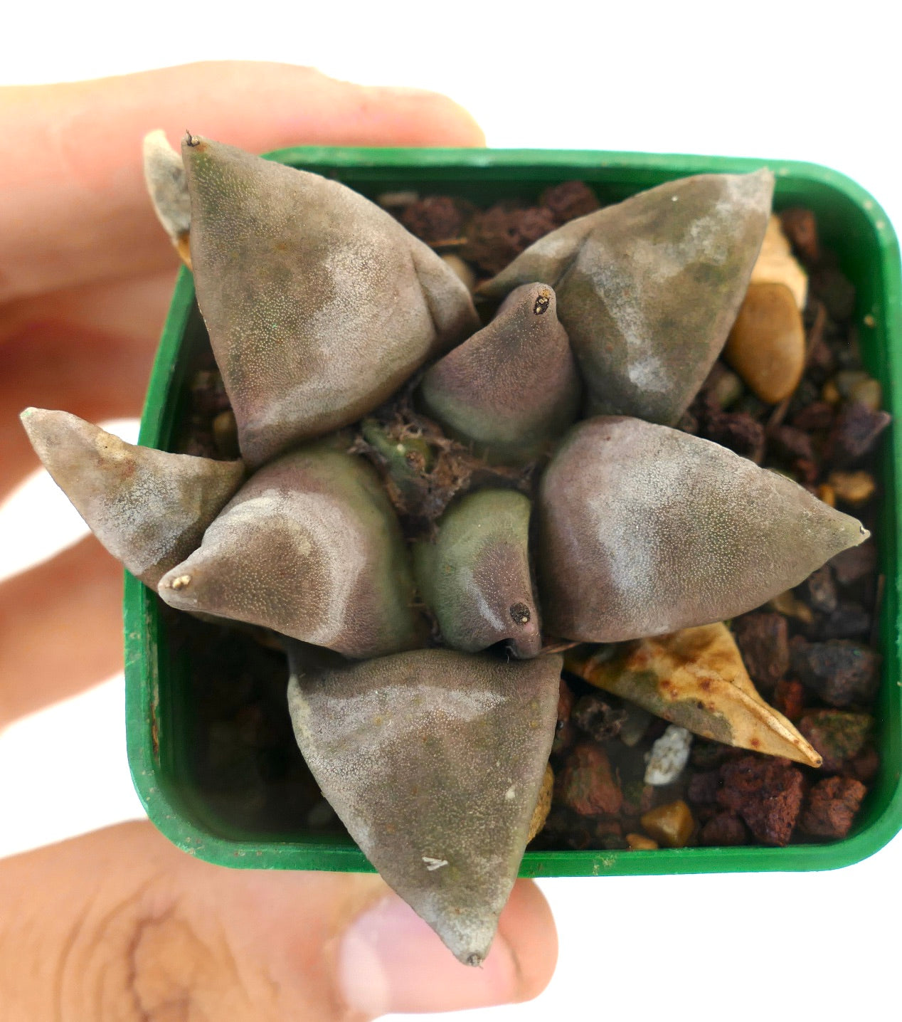 Ariocarpus retusus FAT FORM