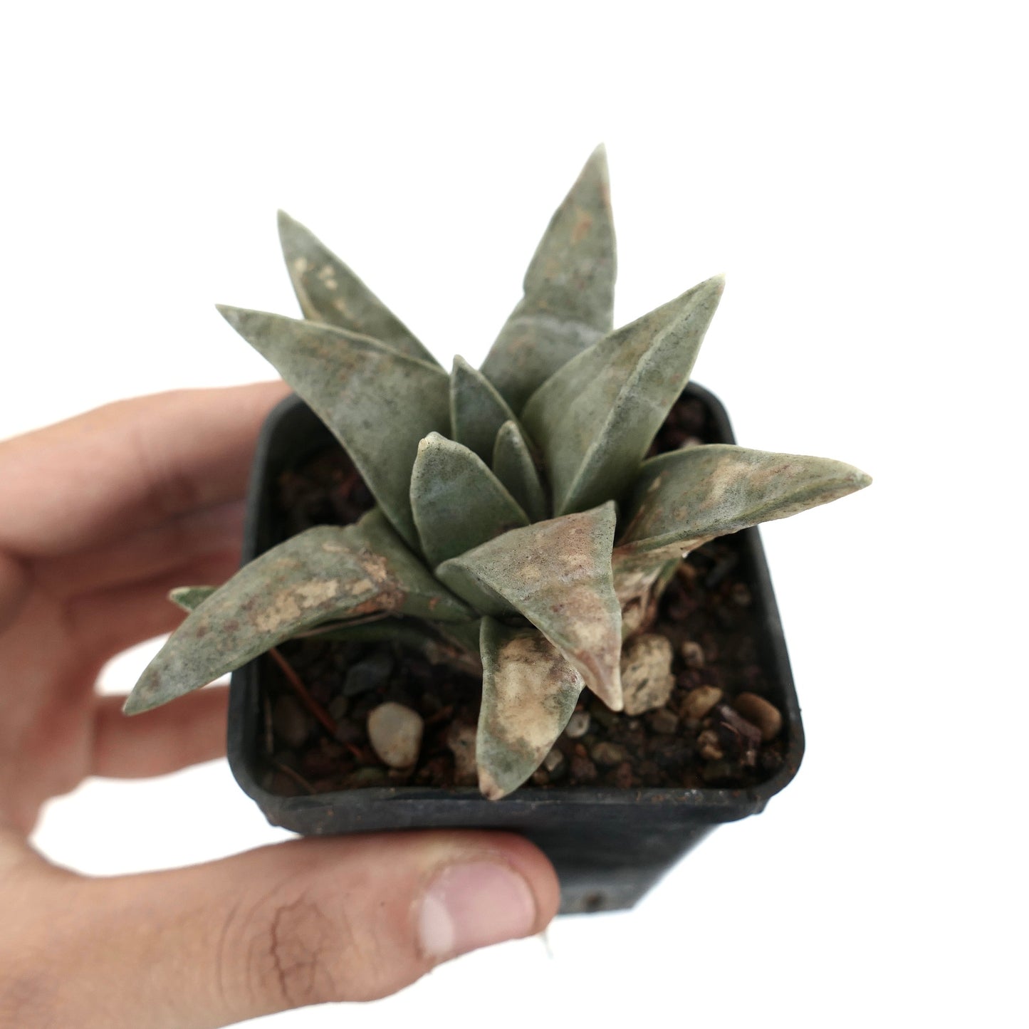 Ariocarpus retusus SUPER GREY FORM