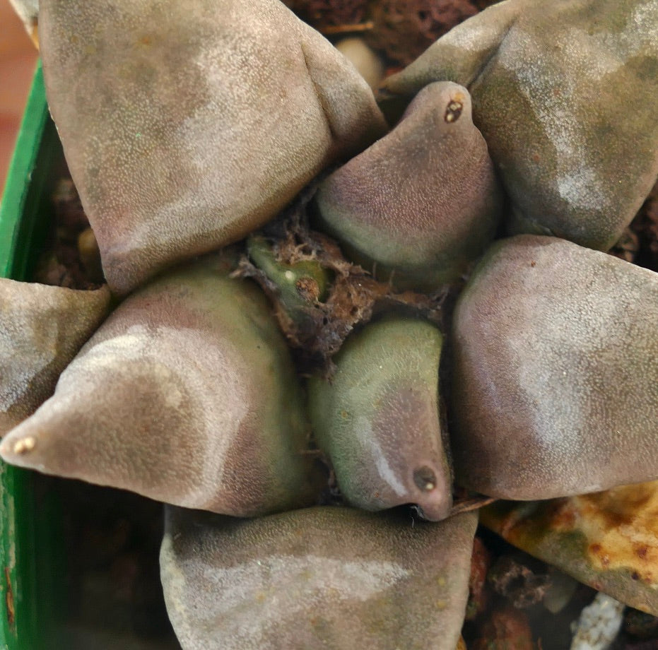 Ariocarpus retusus FAT FORM