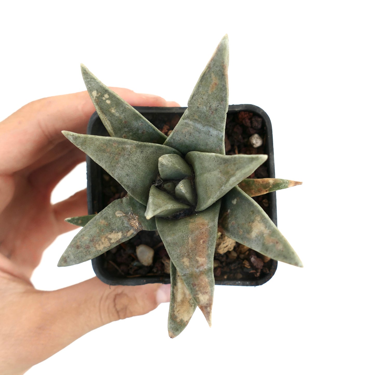 Ariocarpus retusus SUPER GREY FORM