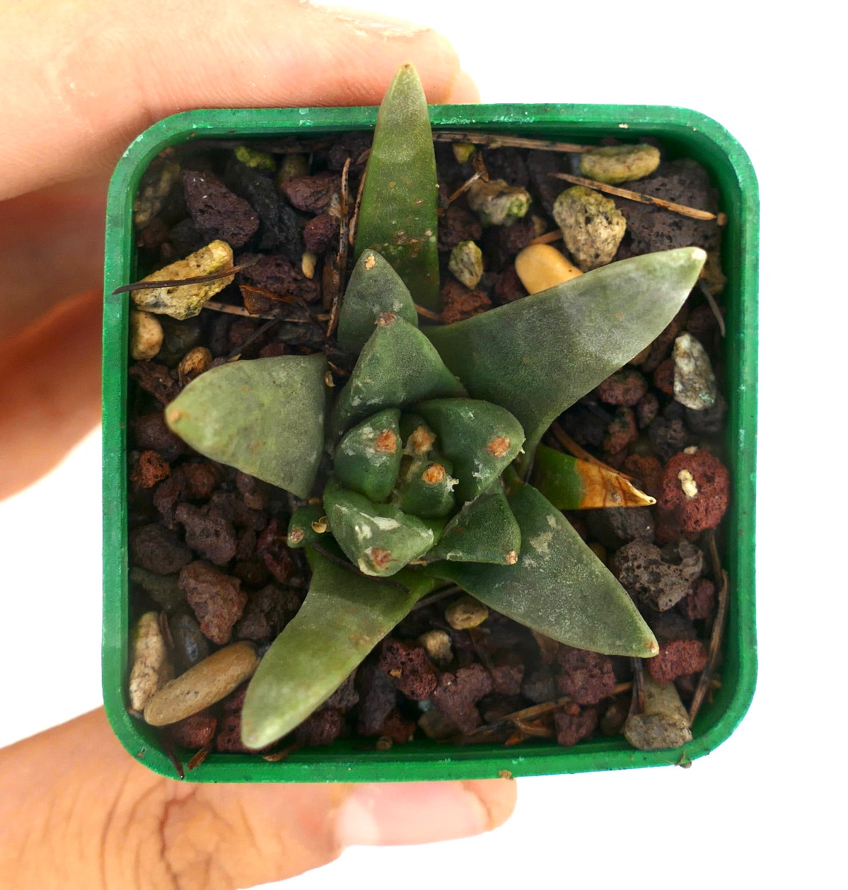 Ariocarpus scapharostroides