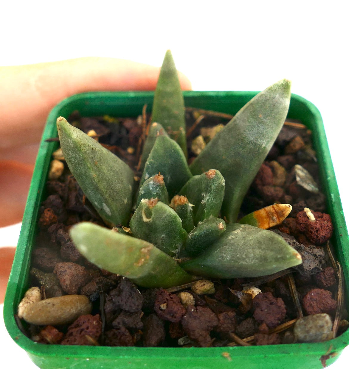 Ariocarpus scapharostroides