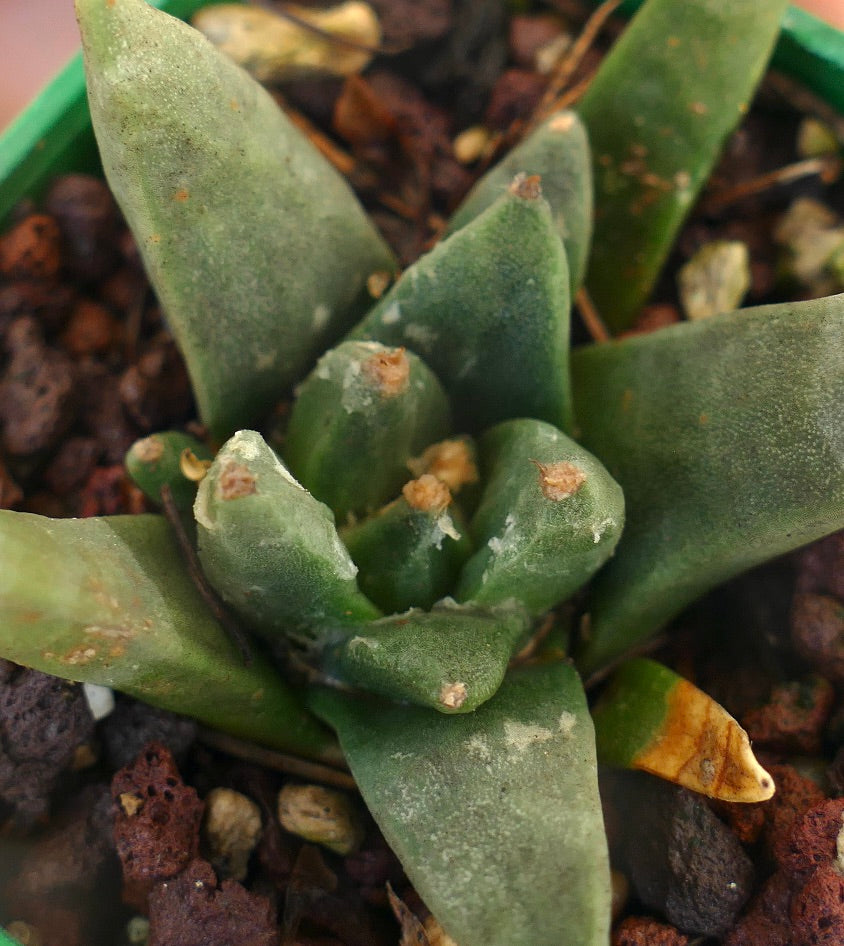 Ariocarpus scapharostroides