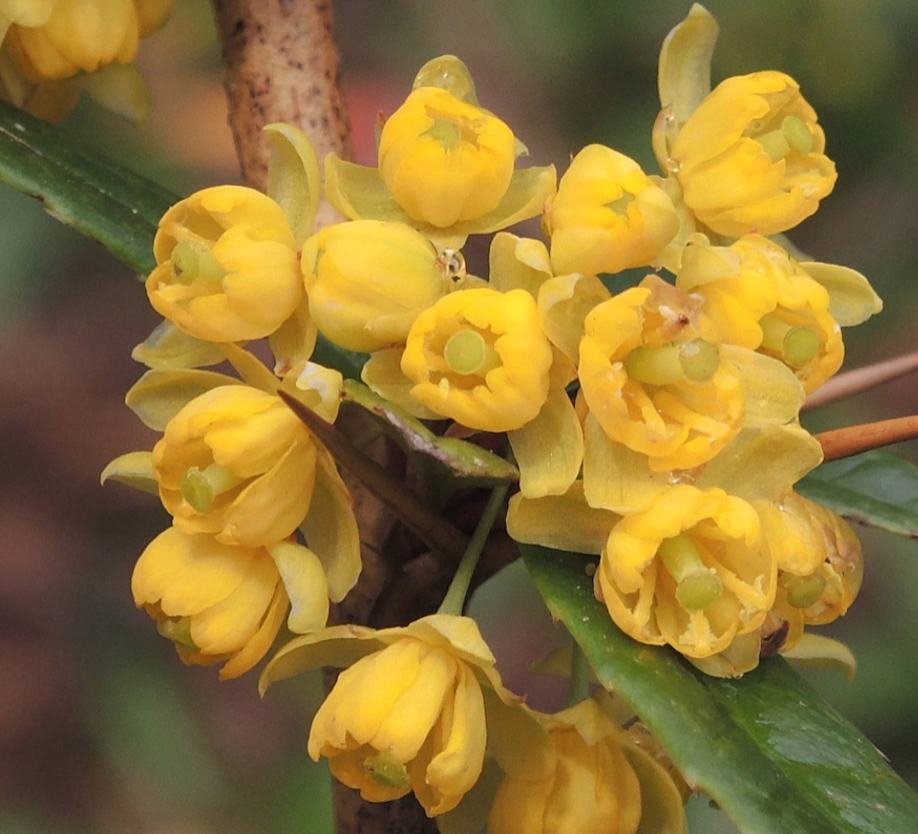 Berberis julianae 30-40cm