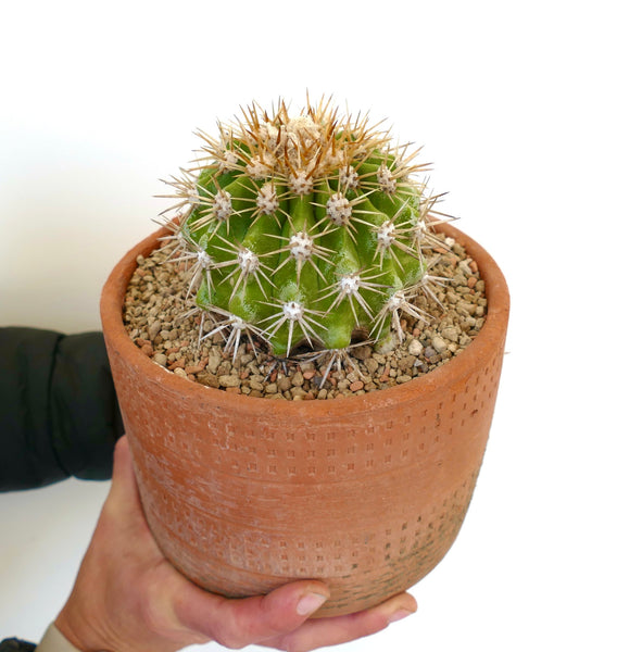 copiapoacinerascens-3_grande.