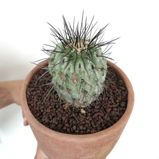 Copiapoa cinerea var. dealbata