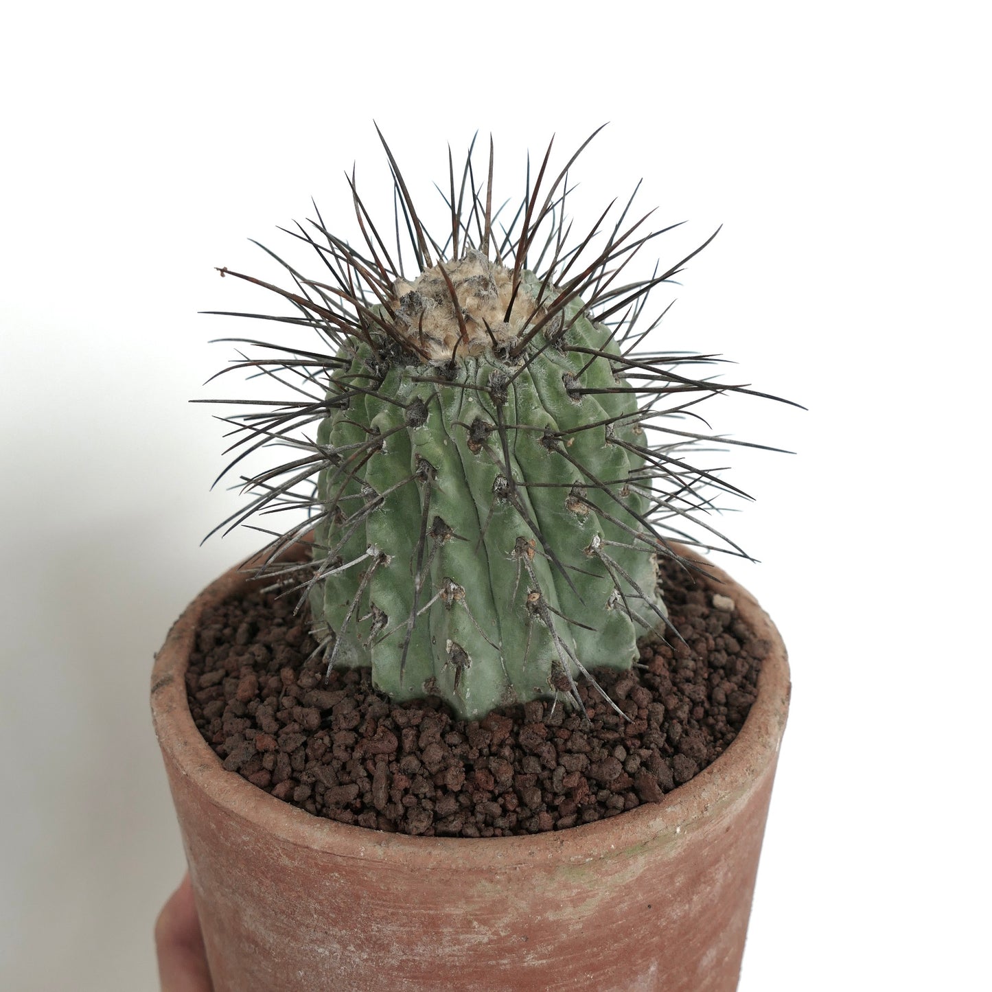 Copiapoa cinerea var. dealbata