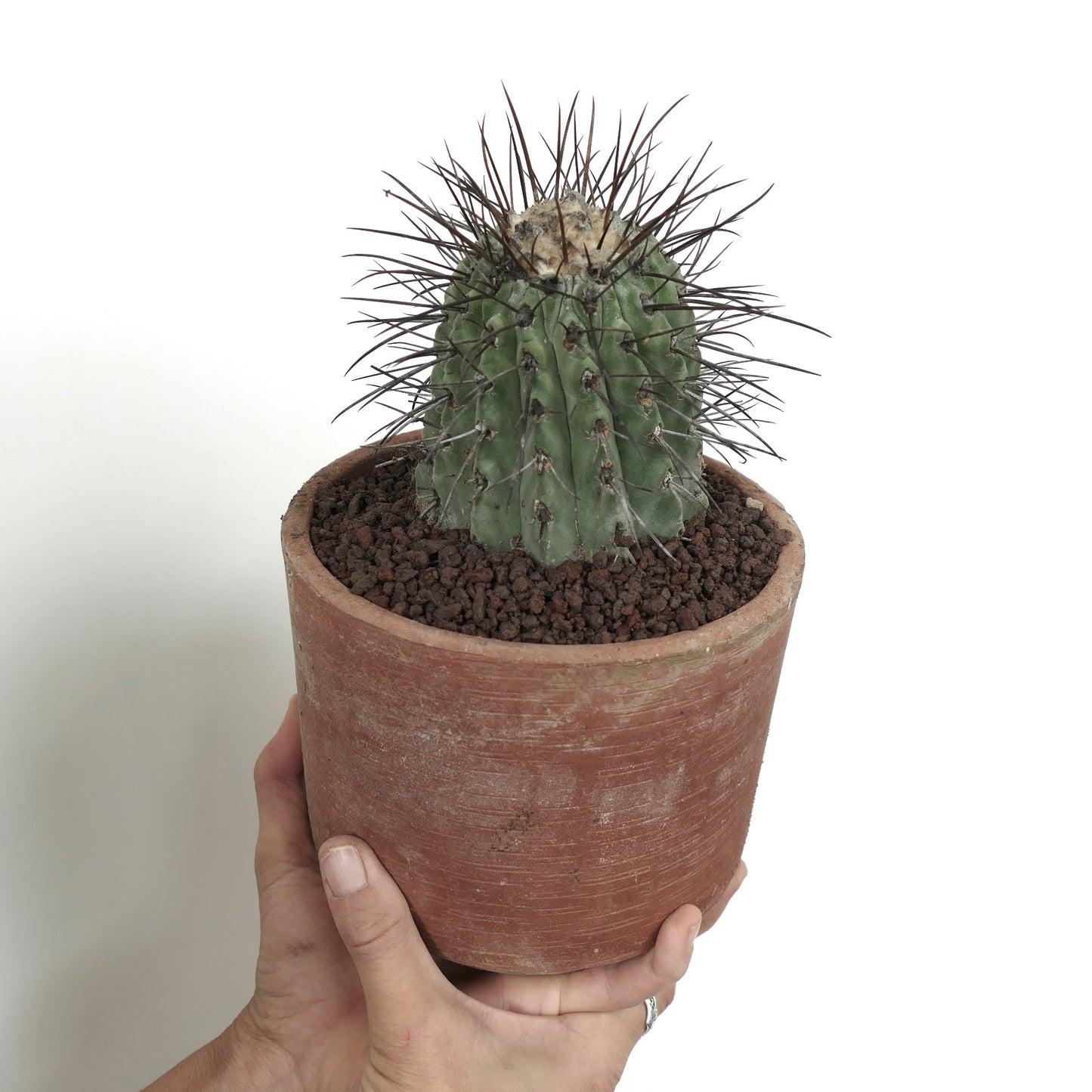 Copiapoa cinerea var. dealbata