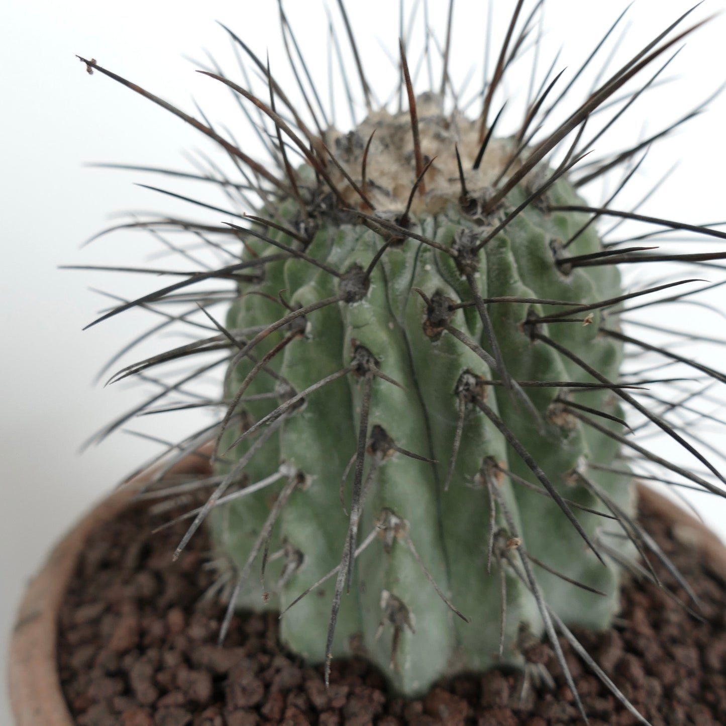 Copiapoa cinerea var. dealbata