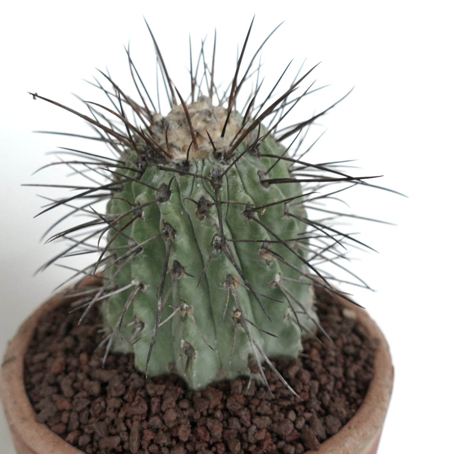 Copiapoa cinerea var. dealbata