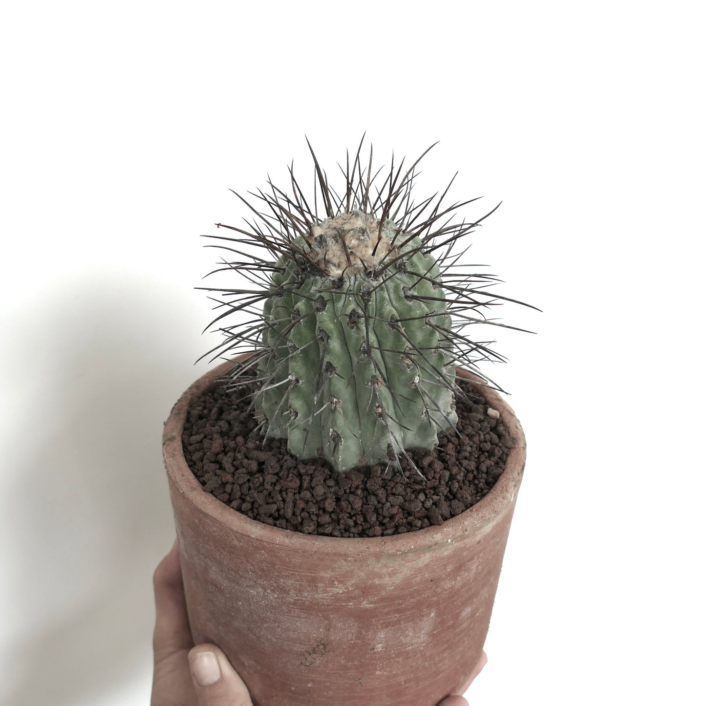 Copiapoa cinerea var. dealbata