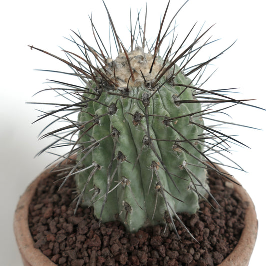 Copiapoa cinerea var. dealbata