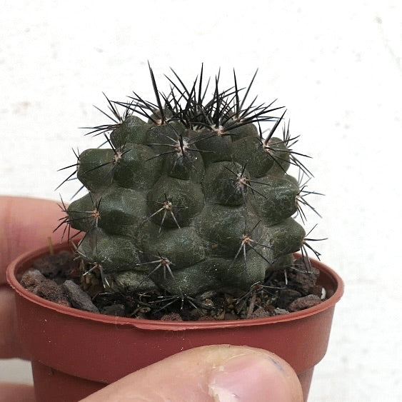 Copiapoa desertorum V71