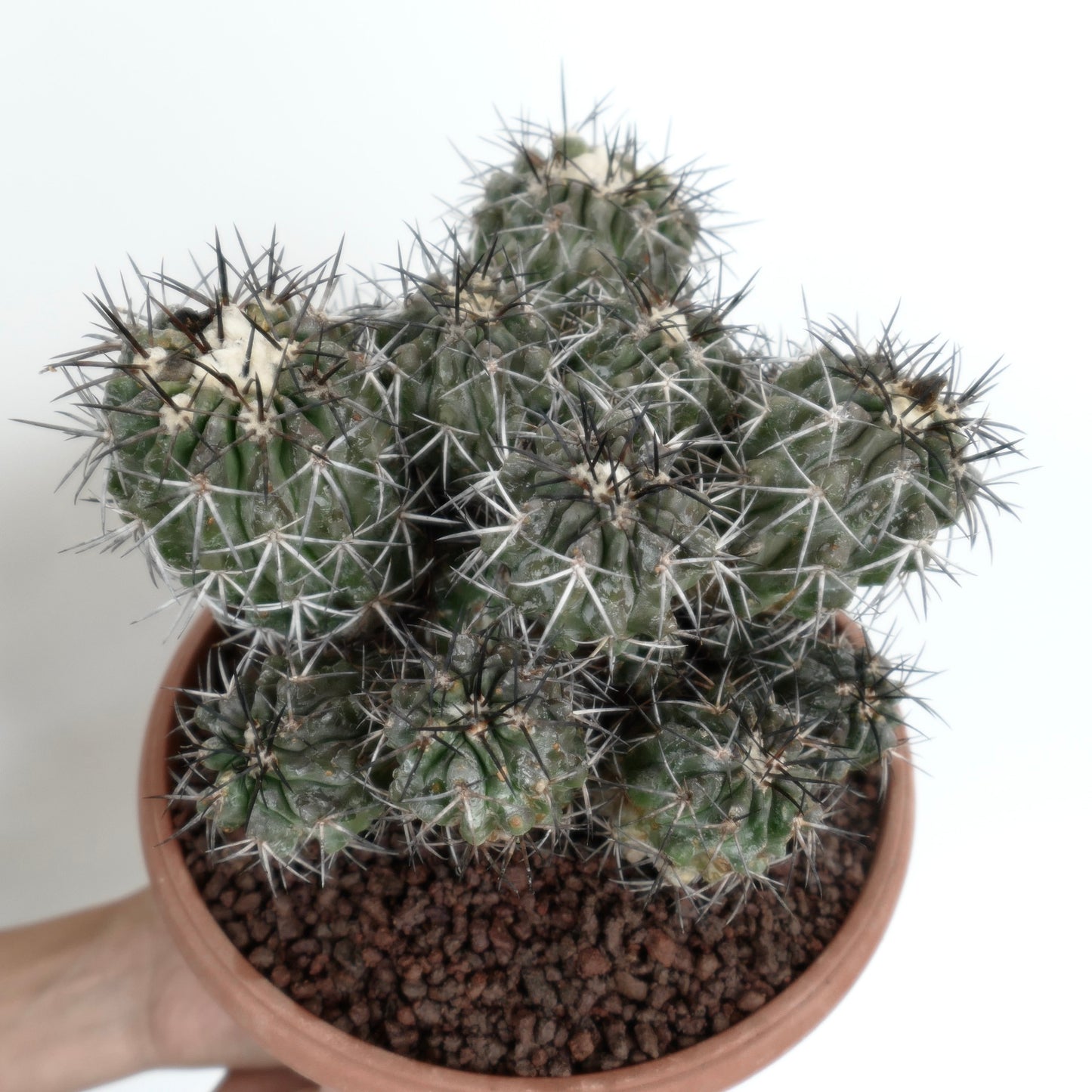 Copiapoa echinoides CLUSTER