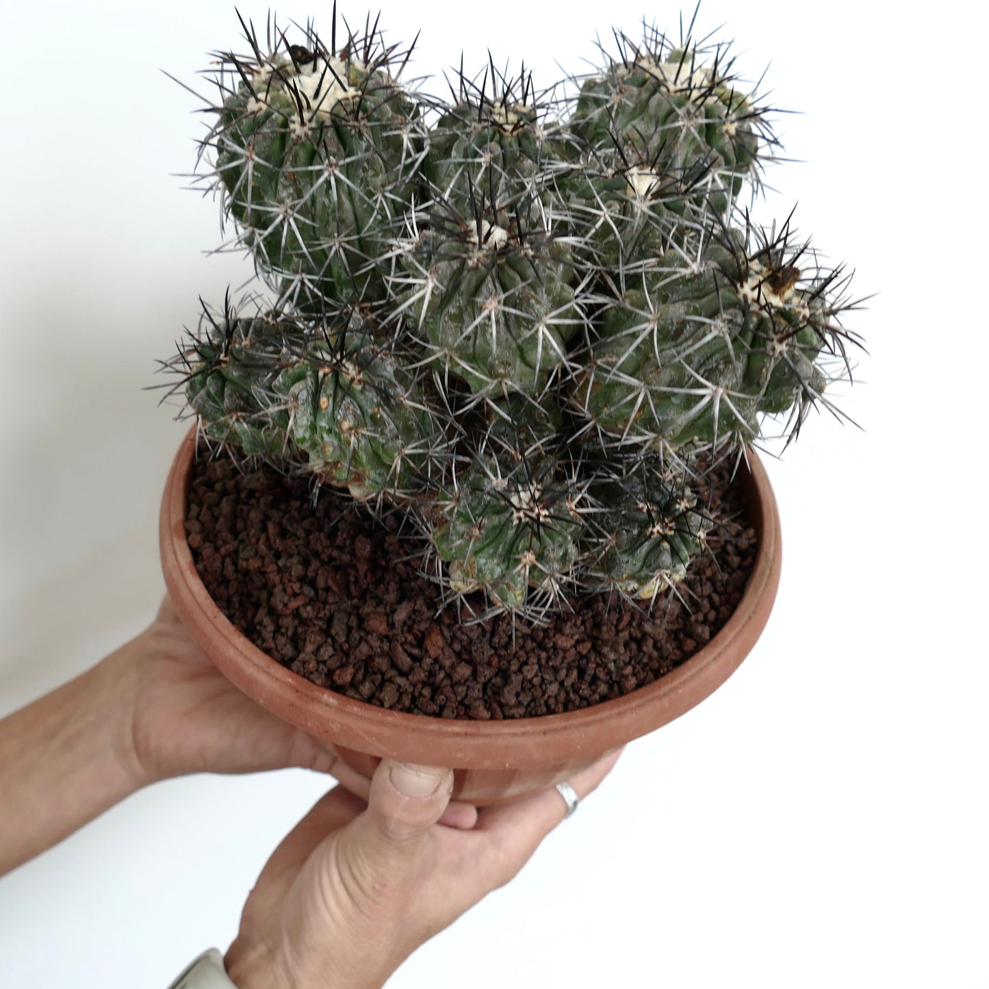 Copiapoa echinoides CLUSTER