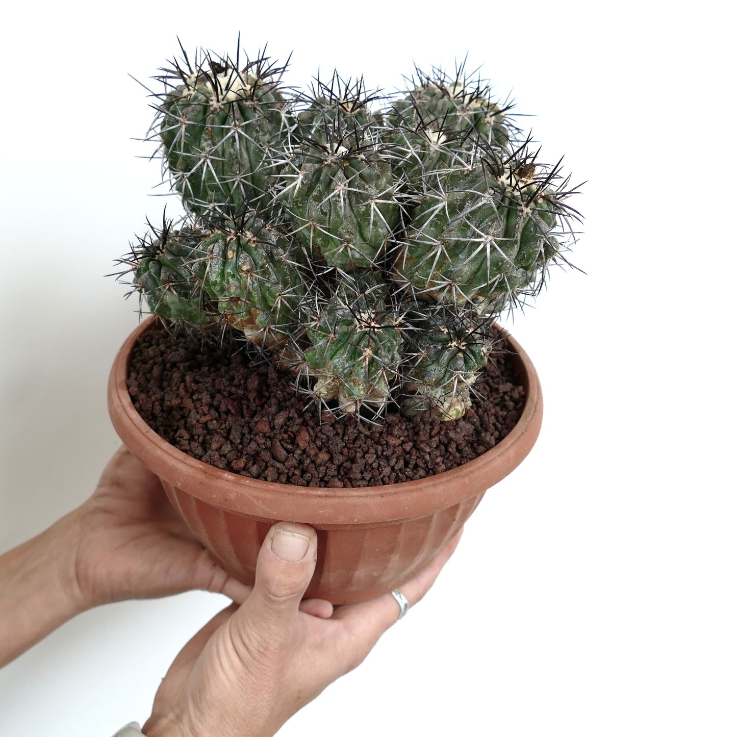 Copiapoa echinoides CLUSTER