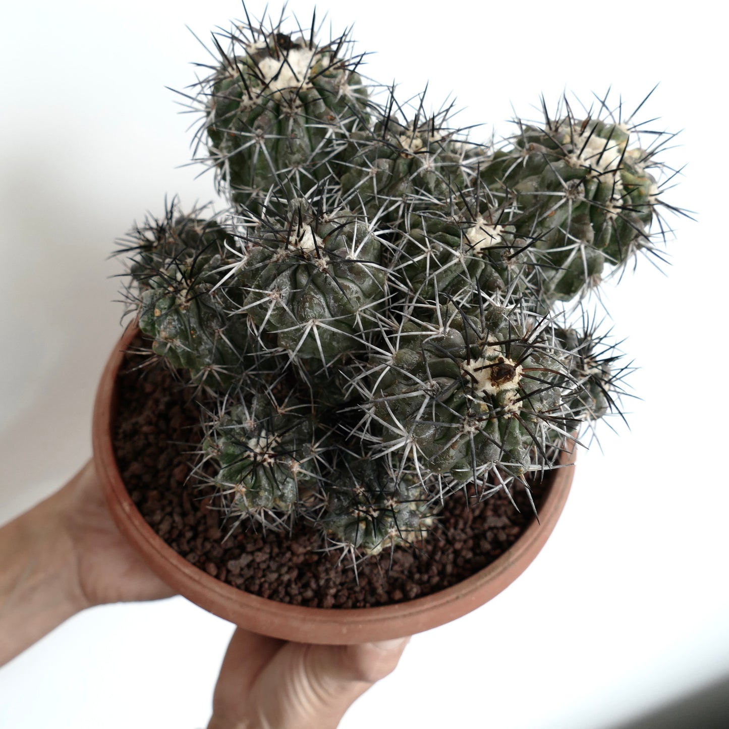 Copiapoa echinoides CLUSTER