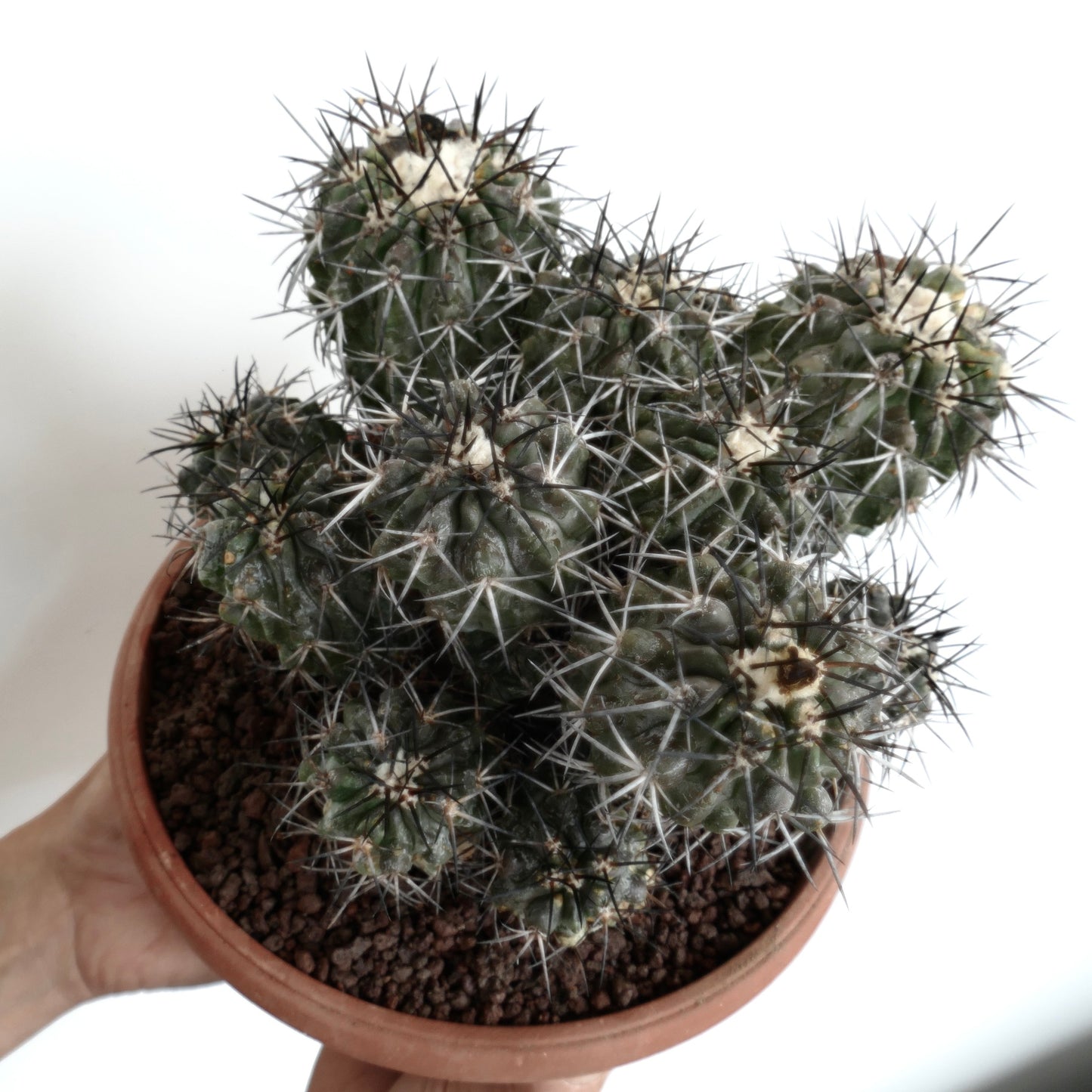 Copiapoa echinoides CLUSTER