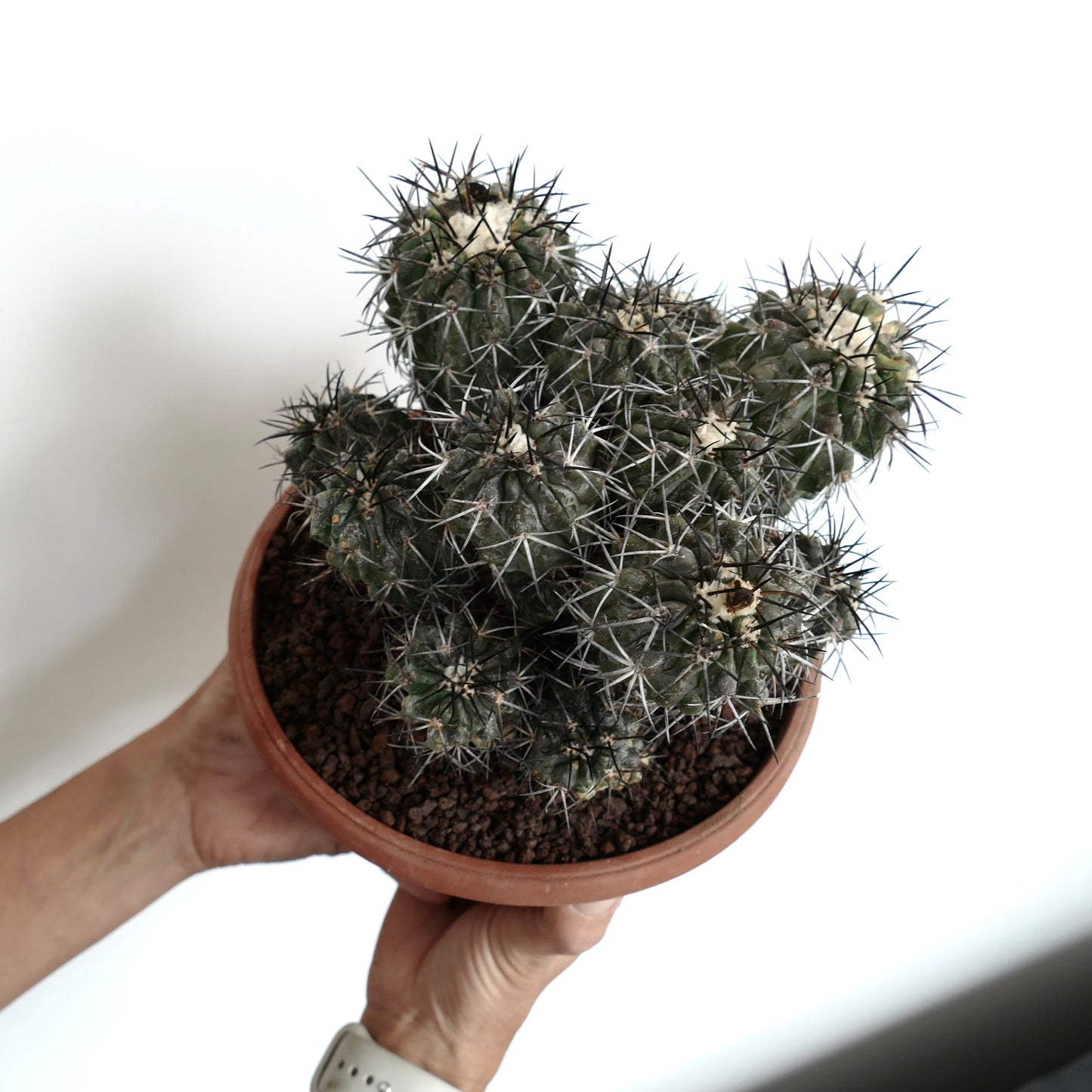 Copiapoa echinoides CLUSTER