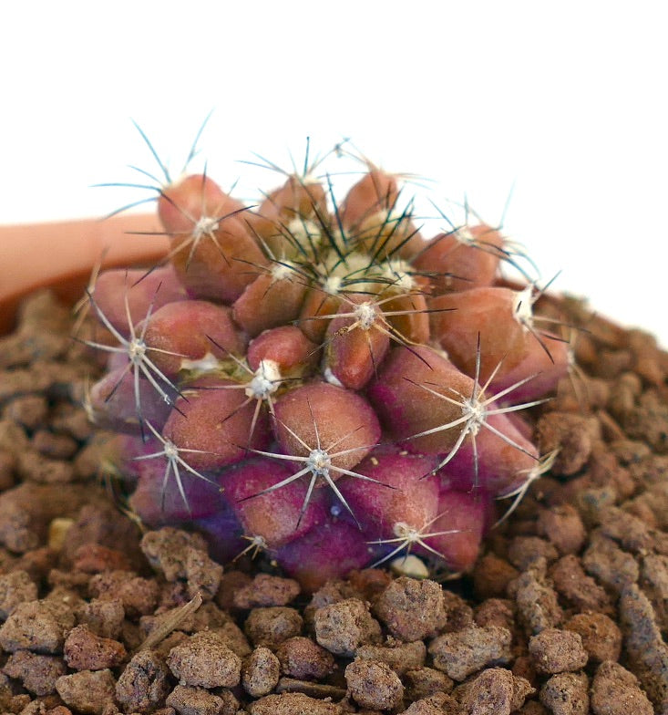 Kleiner seltener purpurfarbener Sukkulenten-Kaktus Copiapoa serpentisulcata X Copiapoa cinerea mit Stacheln