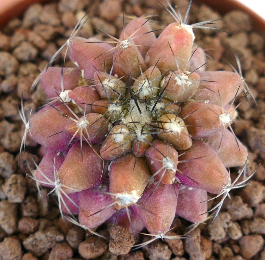 Copiapoa serpentisulcata X Copiapoa cinerea seltener sukkulenter Kaktus mit rosa Tuberkeln und scharfen Stacheln