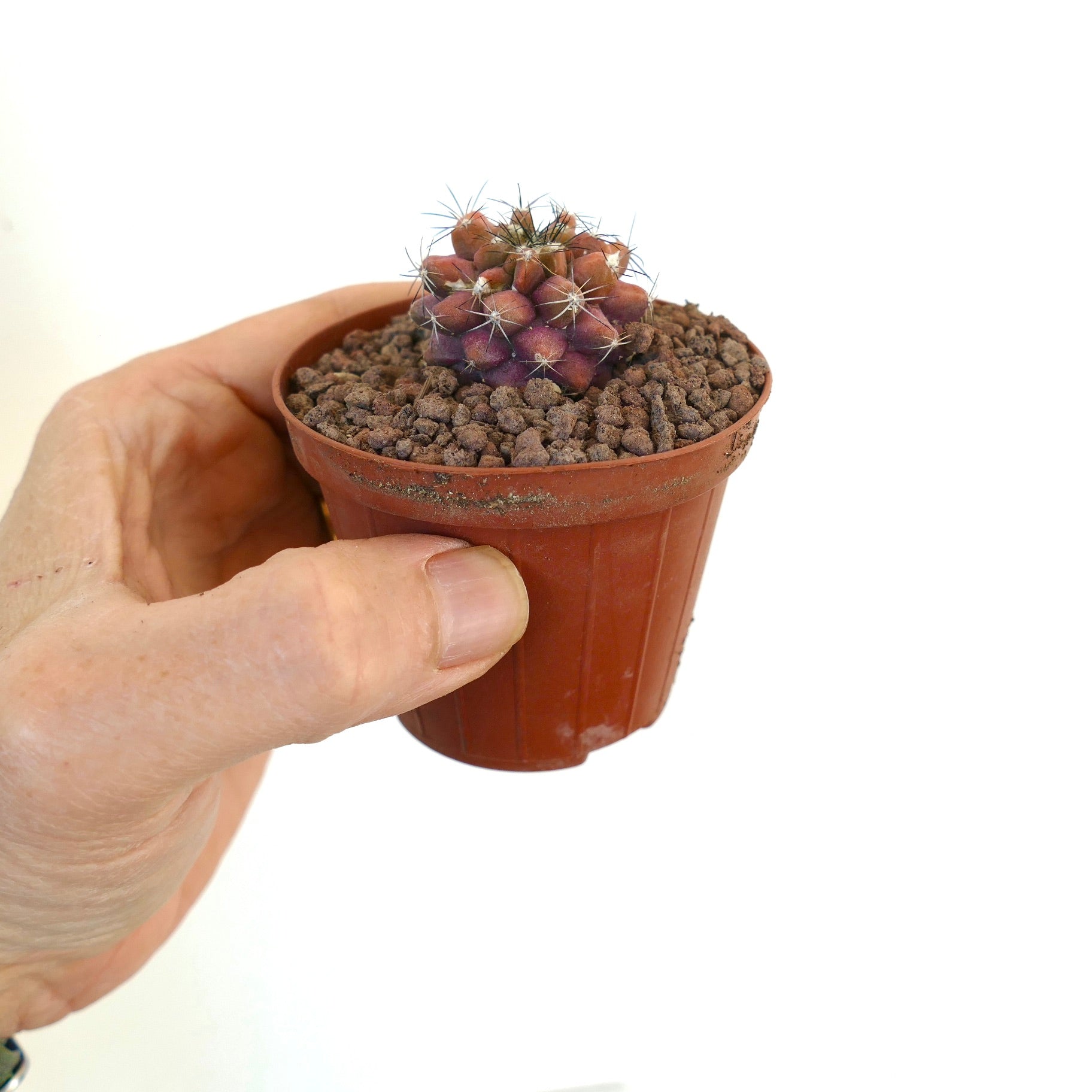 Kleiner Purpurkaktus Copiapoa serpentisulcata x Copiapoa cinerea mit weißen Stacheln im Topf