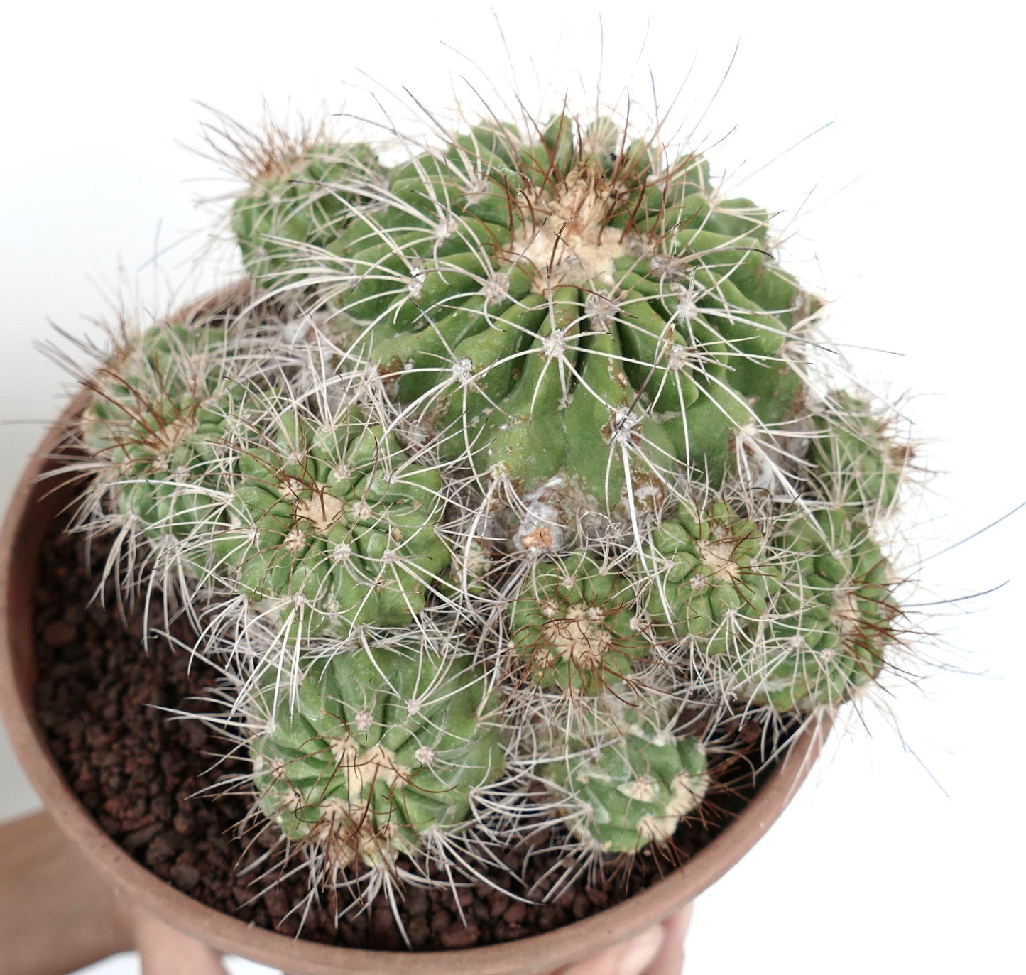 Copiapoa superba CLUSTER